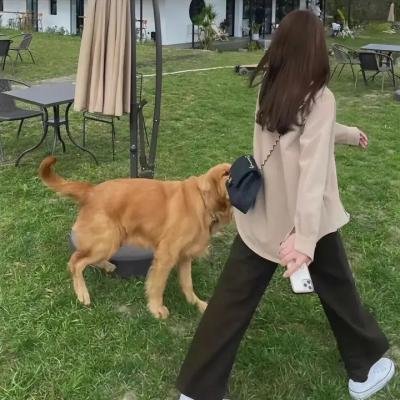 警犬嬷嬷历险记